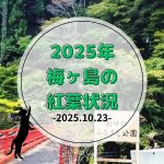 【10月23日】山も色づき、クマも動く!　梅ヶ島の季節だよりと空室情報